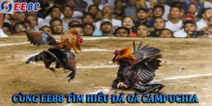Đá gà Campuchia: Trò chơi giải trí hấp dẫn và cá cược đầy kịch tính
